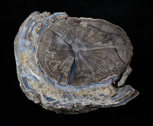 Blue Forest Petrified Wood Limb Section - lbs #3269
